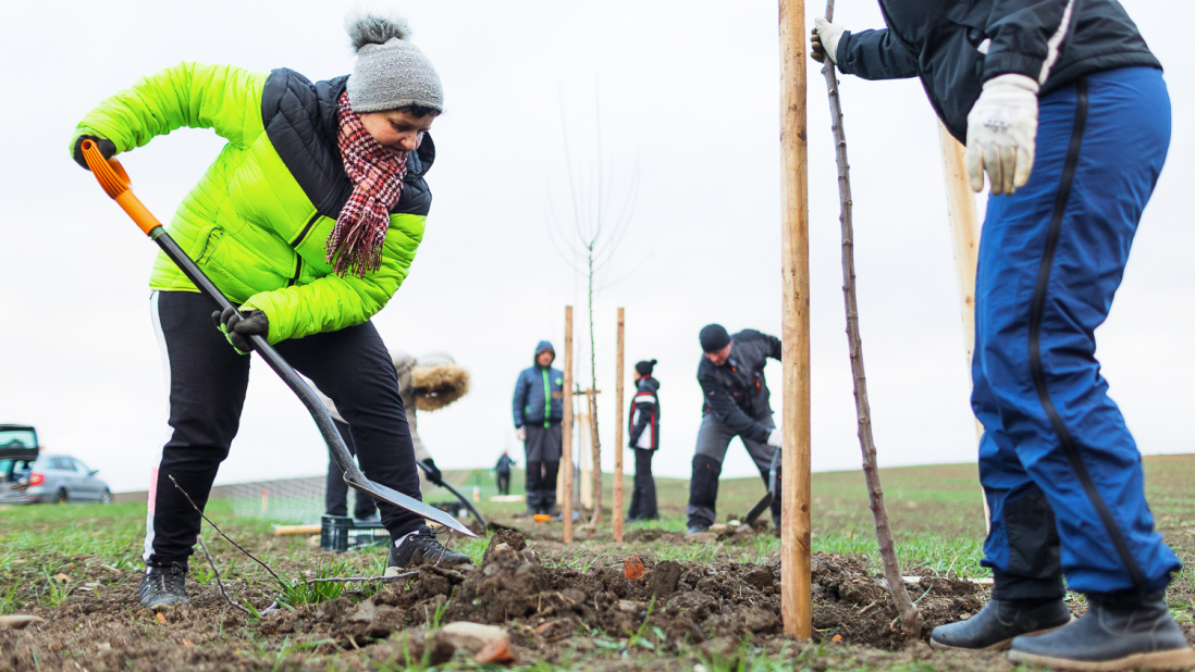 Planting trees - it makes sense!